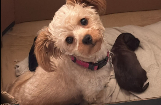 Unique little puppies