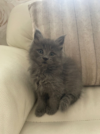 Grey Maine Coon x Ragdoll Boy