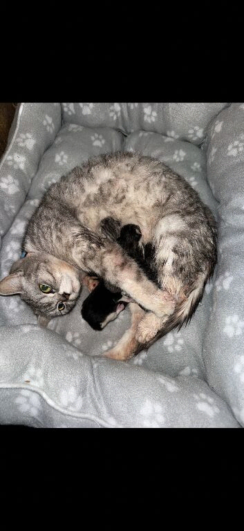 British shorthair mix kittens for sale