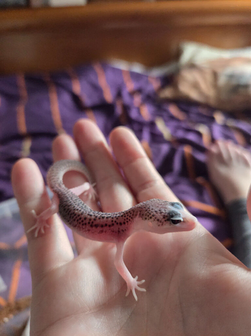 Mack supersnow baby leopard geckos