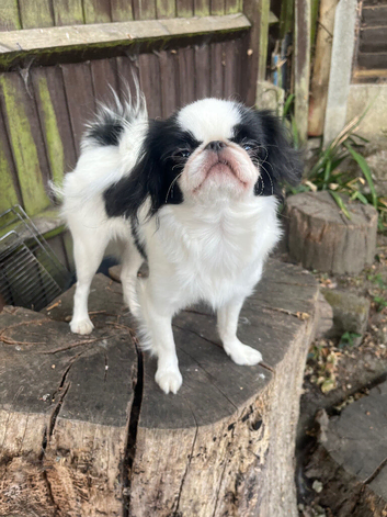 Japanese chin female