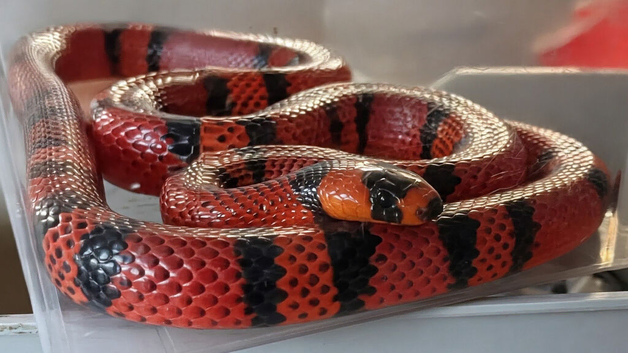 Milk snake (Dennis)