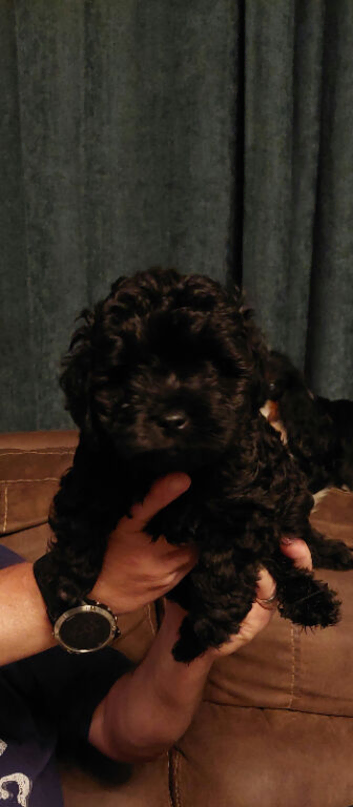 Poodle Cross Puppy Male