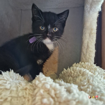 British shorthair cross kittens