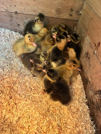 Runner ducklings