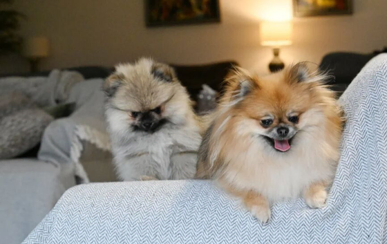 Gorgeous small Pomeranian puppies