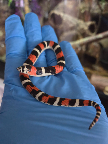 Tri Colour Hognose Snakes