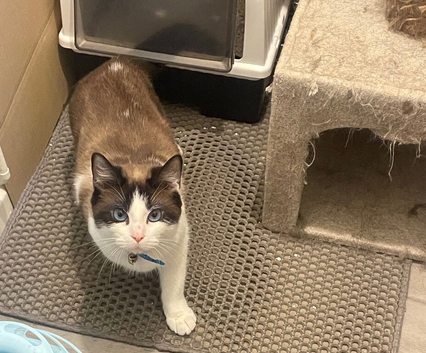 Cats