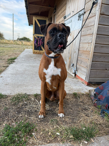4 year old Boxer Dog