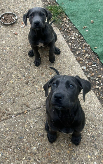 2 beautiful cane corso pups x