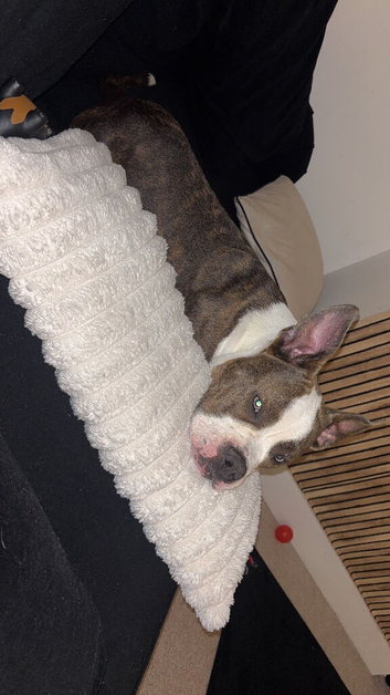 Male 11 months old