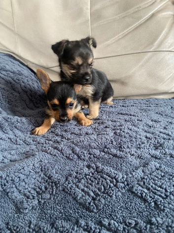 Yorkshire terrier x