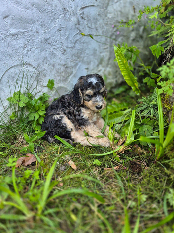 F1 Cockapoo puppies