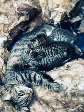 8 beautiful kittens available soon