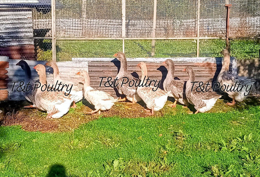 Pairs Dewlap Toulouse Geese