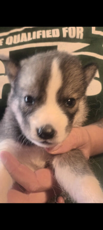 Pedigree Siberian Husky Puppies