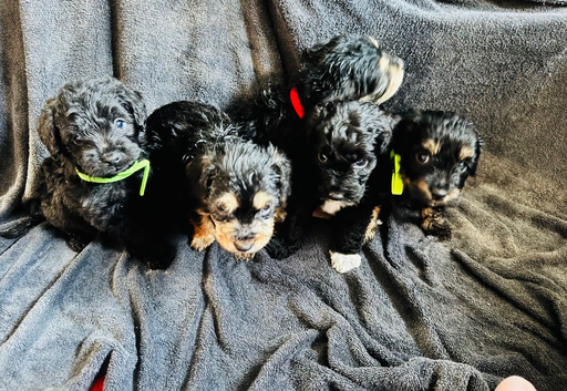 Cockapoo puppies