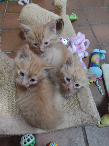 3 male kittens