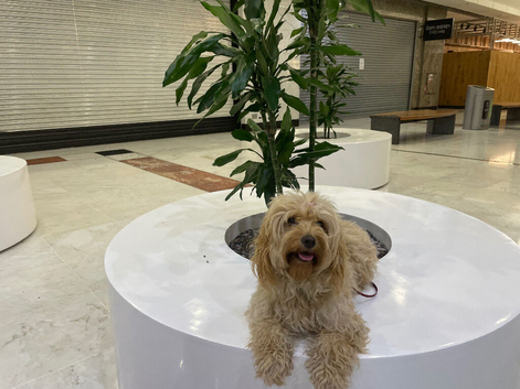 Cockapoo