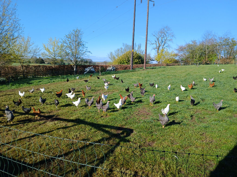 Point of lay chickens