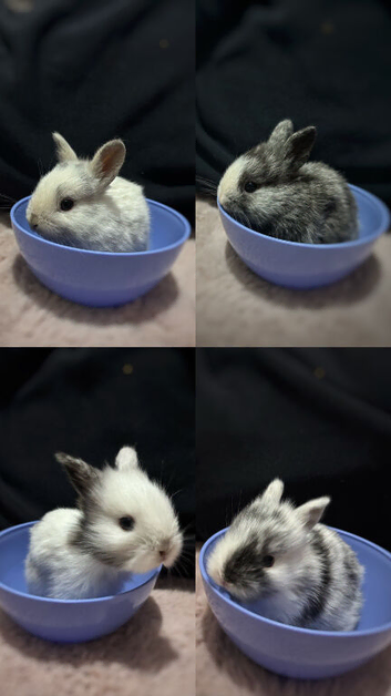 Four Lionhead Babies Ready Soon
