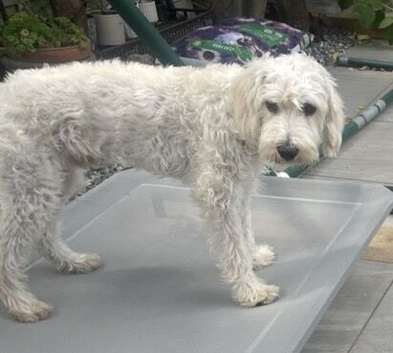 Beautiful white 8 months old Yorkiepoo