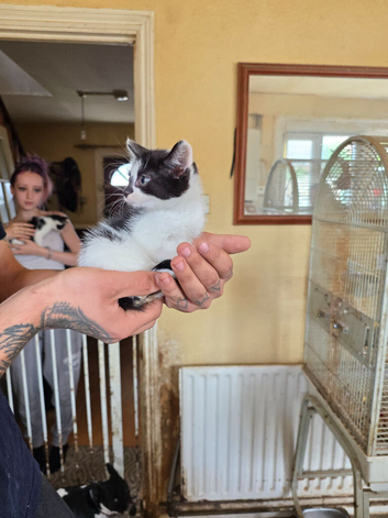 3 kittens for sale