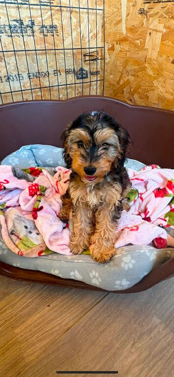 1 beautiful cockerpoo girl