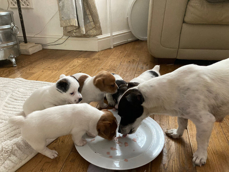 JACK RUSSELL TERRIOR