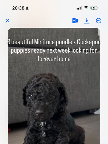 3 cockapoo puppies girls