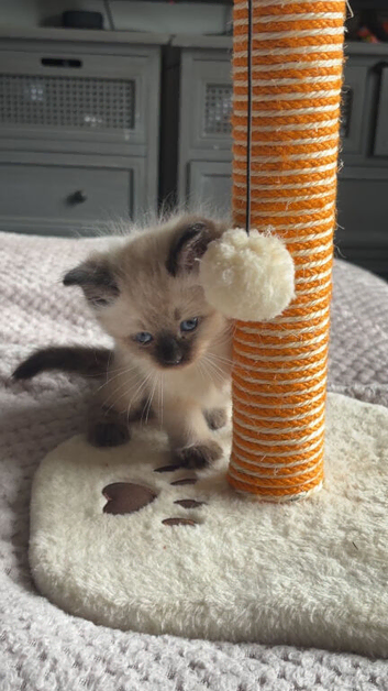 Female rag doll