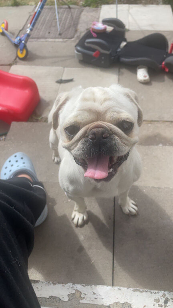 Pug bitch