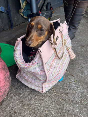 Female dachshund pup