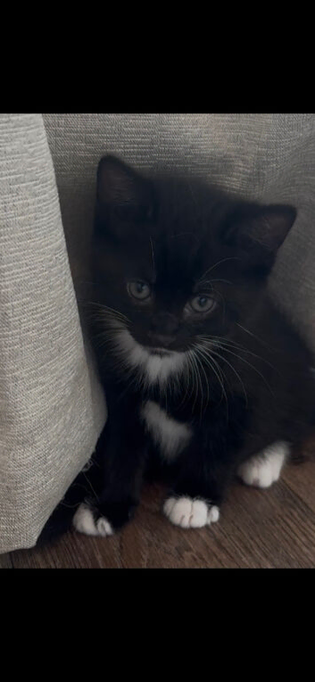tuxedo kitten