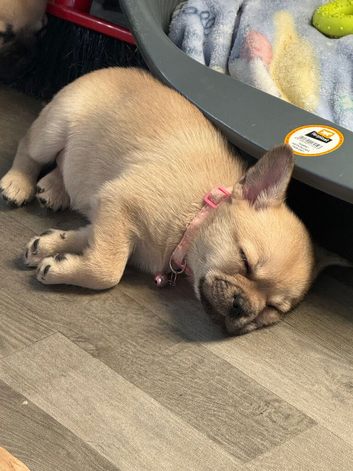 Frenchie