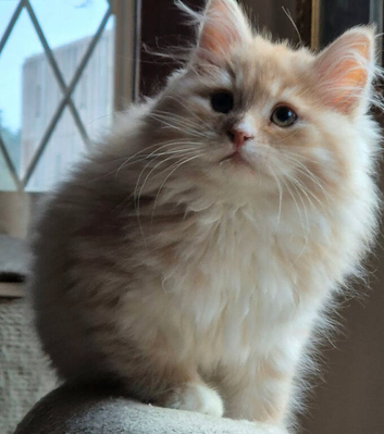 Female Siberian Kitten