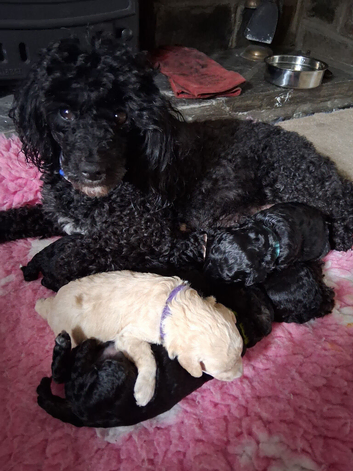 Gorgeous Toy Poodles