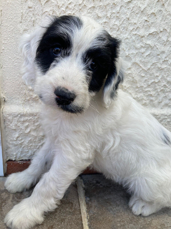Beautiful cockapoo puppies