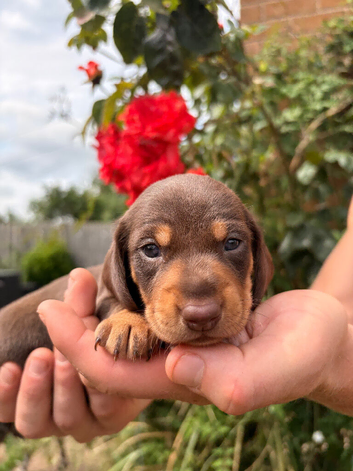 Beautiful Miniature Dachshund Puppies &ndash; 2 Females Available