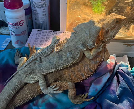 Baby bearded dragons