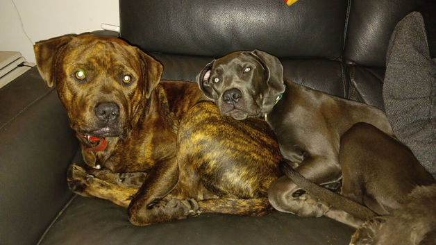 Stud only 2 years brindle mastiff cross
