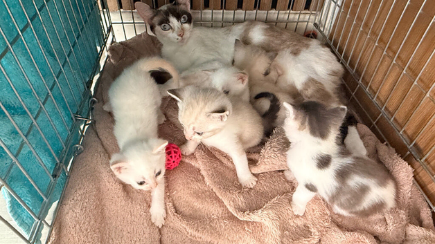 9 weeks, ready for collection