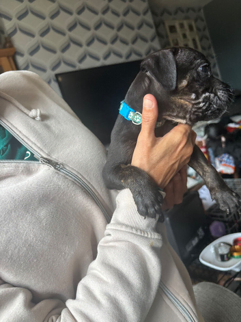 3 beautiful staffy pups
