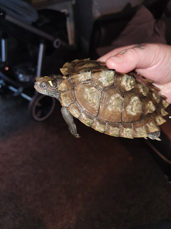 2 female missasippi map turtles and set up