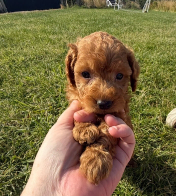Small F1b COCKAPOO Puppies (mini cockapoo x toy poodle)