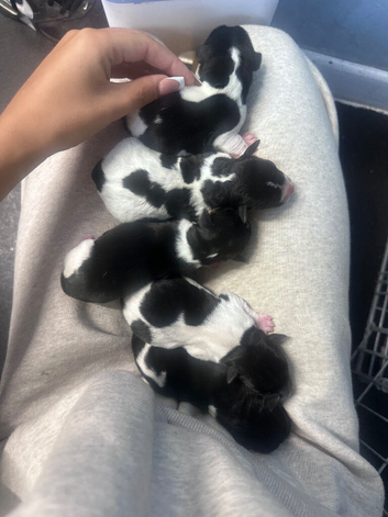 Traditional Jack Russel puppies