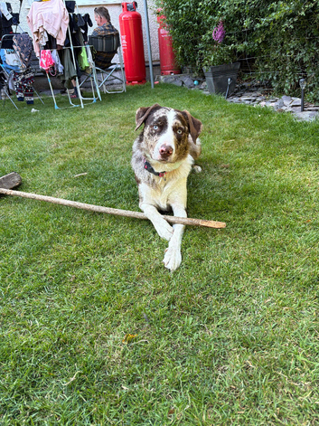 Border Collie X Labrador Male