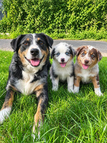 Gorgeous collie puppies