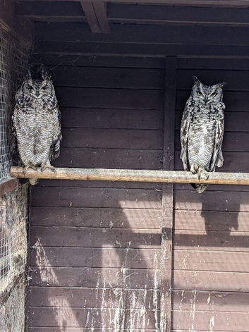 Proven breeding pair of African spotted eagle owls