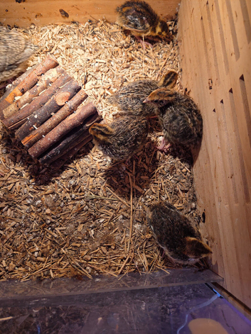 Coturnix Quail chicks